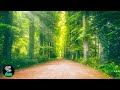 Ambient relaxing music for sleep stress relief  study concentration meditation   bite star