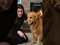 Think dogs are just cute? Wait till you hear these facts — they’re paws-itively unbelievable!