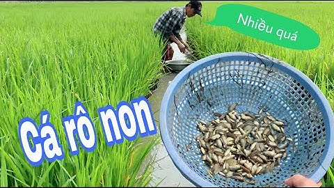 Bắt Cá Rô Non Ngoài Đồng Ruộng Về Làm Món Ăn Đạm Bạc Đậm Chất Miền Tây l Hiển Vlog