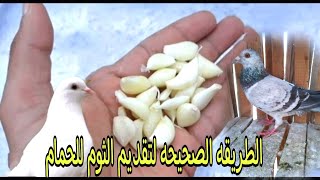 فوائد الثوم والطريقه الصحيحه  لتقديم الثوم للحمام  حمام_الغية