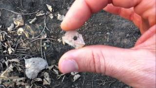 Small Hole Drilled In Flint Arrowhead Hunting - Will County, Illinois 9232014