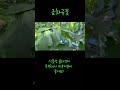 금화규