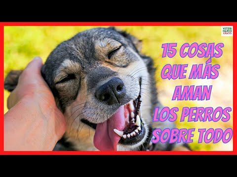 Video: 15 camisetas de Pawesome para cualquier chico que ama a los perros