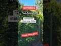 WYPRZEDAŻ thuja Aureospicata. Zapraszamy do szkółki: Knurów ul. WILSONA 80