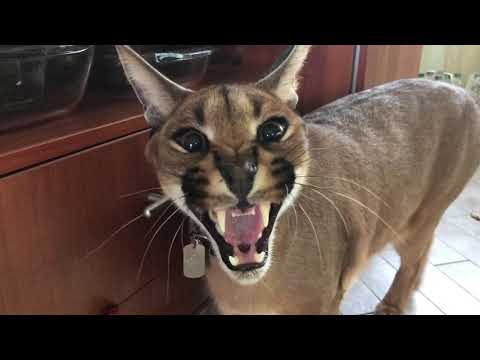 Video: Kdo Je Caracal