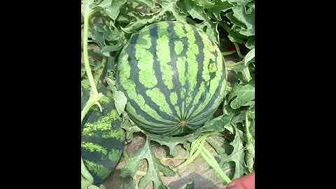 수박쪼개기 고인물