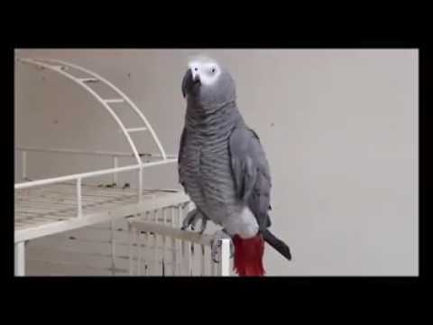 Cussing parrots compilation. NSFW