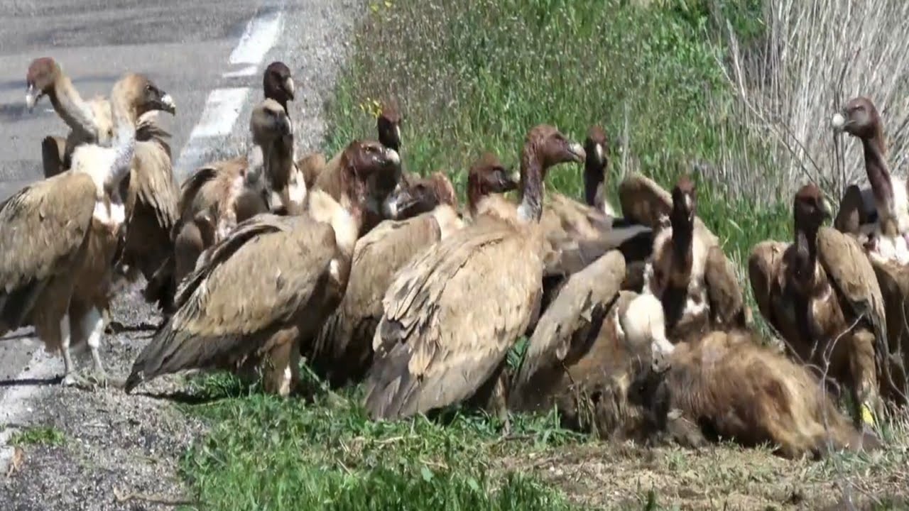 Vulture's The shrinking world and the efforts to bring them back| it's Decline, save & Reproduction