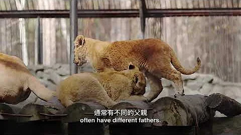 獅子如何交配？｜奇怪動物紀錄片 - 天天要聞