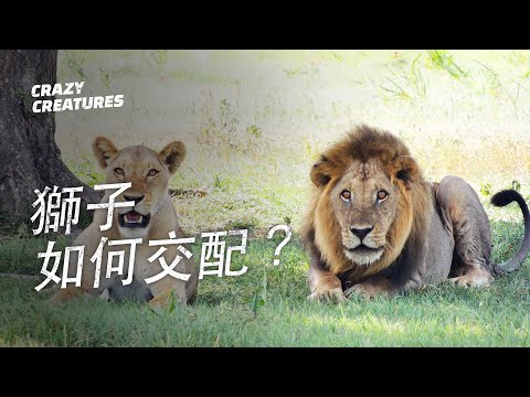 獅子如何交配？｜奇怪動物紀錄片