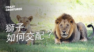 獅子如何交配奇怪動物紀錄片