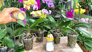 видео: Удобряя таким образом, любые орхидеи будут обильно цвести и быстро расти картинка: Удобряя таким образом, любые орхидеи будут обильно цвести и быстро расти