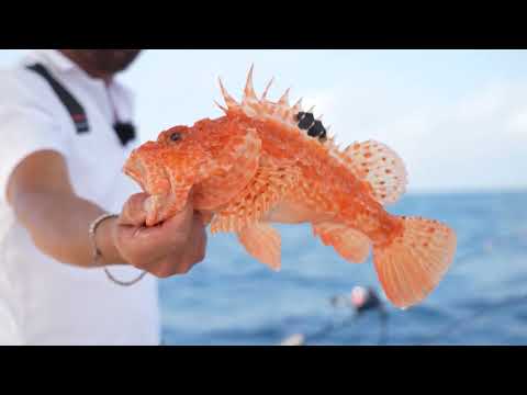 Pesca in verticale con gli Inchiku (Honda Marine)