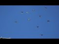 Полеты на Марганецком голубедроме  12 05  22г