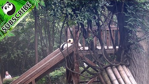 Pandas play slide together| iPanda
