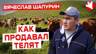 Продажа телят | Мясное животноводство