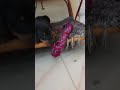 #Doberman puppy #Bruno playing with rope#