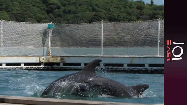 The Dolphin Hunters: Slaughter in the Solomon Isla...
