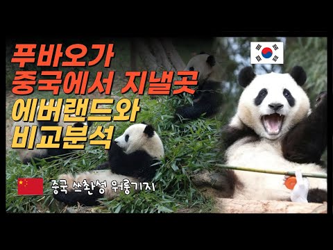 충격! 푸바오 반환 중국 판다기지 실태...