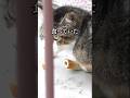 雨の日猫がちくわを食べている姿が懐かしい #youtube猫動画 #cat