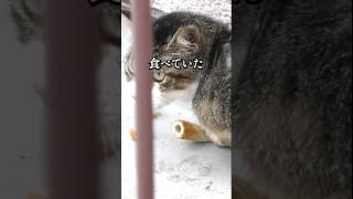 雨の日猫がちくわを食べている姿が懐かしい #youtube猫動画 #cat