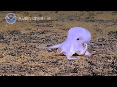 NEW Octopus Species: 2016 Hohonu Moana: Exploring Deep Waters