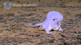 NEW Octopus Species: 2016 Hohonu Moana: Exploring Deep Waters