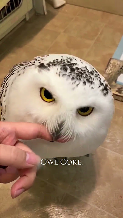 Owl core🥰😂#owl #owlhouse #owls #owlsoftiktok #owllove
