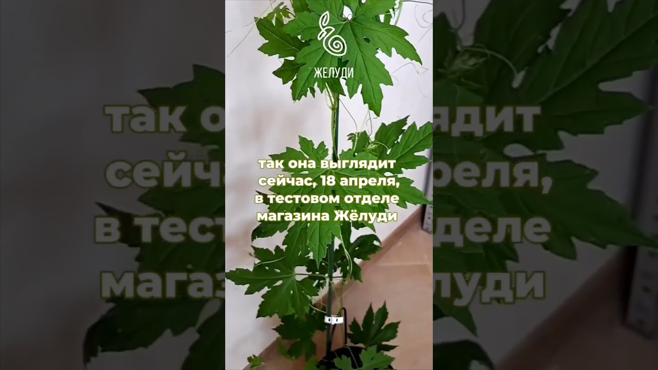 Момордика через два месяца после посева. Что получилось вырастить? #garden #цветы #сад