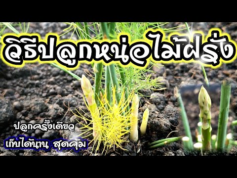 วีดีโอ: ปลูกหน่อไม้ฝรั่งจากเมล็ดในสวนได้อย่างไร?