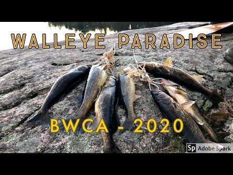 ቪዲዮ: አንድ Walleye ለማረድ እንዴት