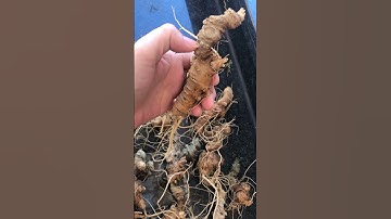 Củ sâm Ngọc linh Kon Tum cắt lá ngủ đông ngâm rượu hay ngâm mật rất tốt gọi 0377965679 e Nguyệt nhé