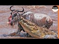 Harshest Crocodile Attacks On Wildebeests