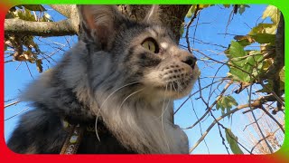 🐾🏔️ Maine Coon Sherkan: A snowy adventure and a breathtaking view! ❄️🔍 V120 by Maine Coon Cats TV 229 views 2 months ago 1 minute, 31 seconds