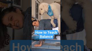my favorite trick rn... #dogtricks #animalassistedyoga #doga #fitnessgoals