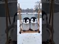 Cute little penguins day out #penguin #snow #cuteanimals #viralshorts
