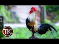 LUAR BIASA! INILAH 5 AYAM BERKOKOK TERPANJANG | EDIT SLOWMOTION