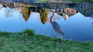 [4K] WALKING TROUGH FREDERICK, MARYLAND DURING SPRING BLOOM 🇺🇸 #4kwalkingtour by ALICE IN USA 214 views 1 month ago 32 minutes