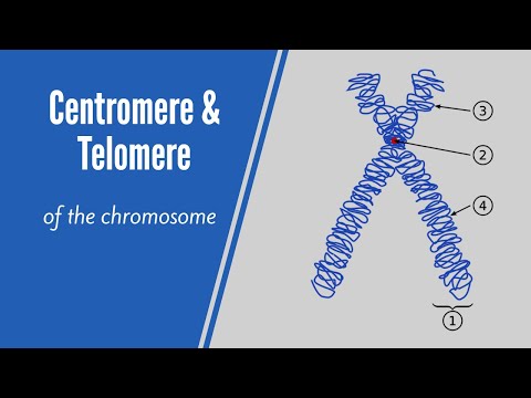 Video: Perbezaan Antara Centromere Dan Telomere