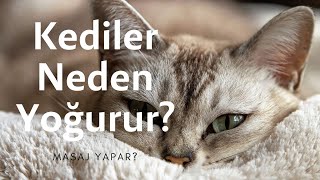 Kediler Neden Yoğurma Hareketi Yapar?🐱