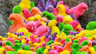 Tangkap Ayam Lucu, Ayam Warna Warni, Ayam Rainbow Gokil, Kelinci, Kucing Lucu, Bebek, Hewan Lucu