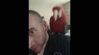 Me (Brett) & KiKi the Ruby Macaw. Net Worth