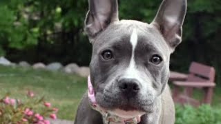 Watch our Pitbull play with her new toy!