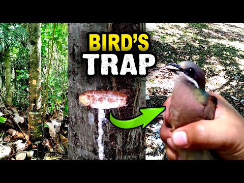 Video: Paano Gumawa Ng Isang Bird Feeder Mula Sa Kahoy