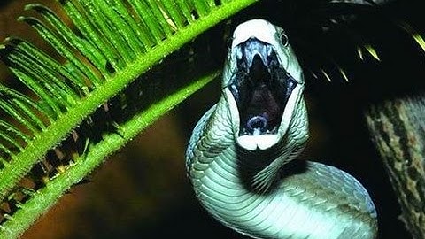 Thế giới động vật - Rắn Mamba mồm đen Nụ hôn của tử thần [Mr Srame]