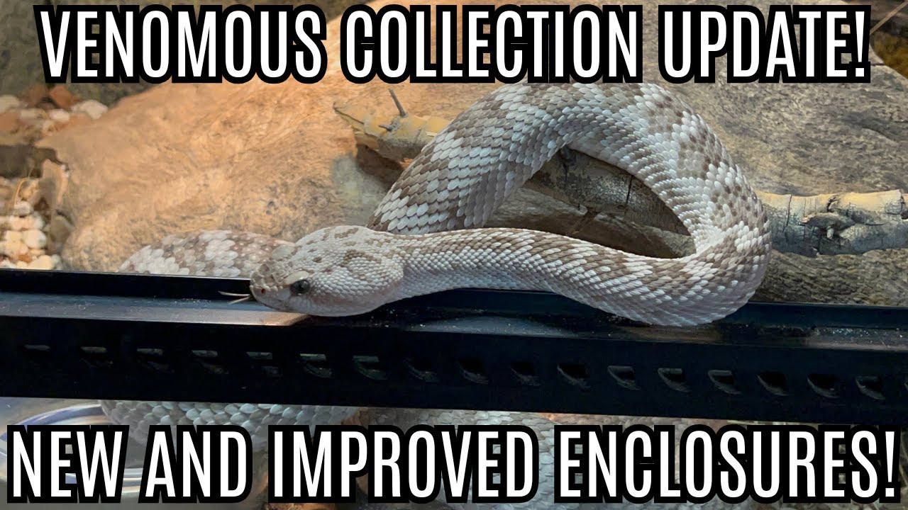 Обновление коллекции Venomous | Новые вольеры!