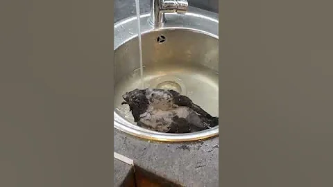 Голубь который прилетел ко мне домой