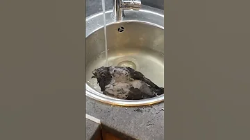 Голубь который прилетел ко мне домой
