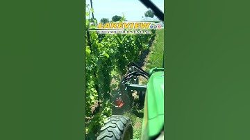 Mechanical Vineyard Weeding with a Clemens Radius D Undervine Weeder