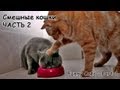 Смешные коты и кошки - видео приколы с кошками #2